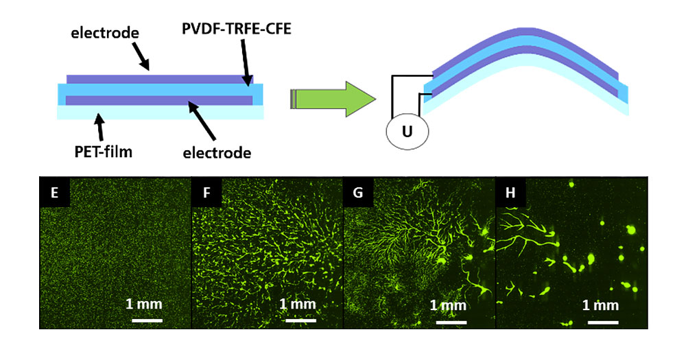 Scaffolds für Tissue Engineering